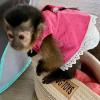 Time passing still needing a capuchin monkey for sale offer Free Shipping