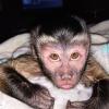 Capuchin monkey for sale 20% price  offer Free Shipping