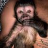 Capuchin monkey for sale 20% price 