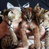 Pure-breed savannah cat for sale and africa serval cat for adoption 