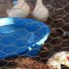 Peking ducks  offer Free Stuff