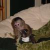 Adorable female capuchin monkey available for adoption