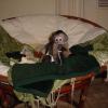 Adorable female capuchin monkey available for adoption