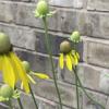 Edwardsville Garden Club - Planting for Birds & Annual Herb Potluck