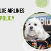 What Is The JetBlue Pet Policy For Travelling With Animals? offer Professional Services