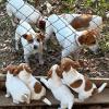 Jack Russel Terrier pups offer Items For Sale