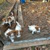 Jack Russel Terrier pups