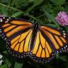 Edwardsville Garden Club - March Meeting - Wild for Monarchs