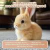 Fanyil: Bunny Pal from Amazon