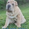 PUPPY FOR SALE! READY TO GO  offer Deals