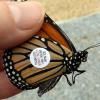 Edwardsville Garden Club - June Meeting: Monarch Habitat and Migration offer Classes