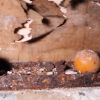 Faulkner Park baseball found in river for sale autographed Terrell Texas hospital