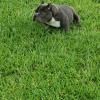 Exotic American bully male pocket pup 7 months  offer Items For Sale