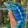 Healthy Captive Bred Chameleons offer Items For Sale