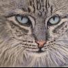 Pet Portraits in Pastel offer Professional Services