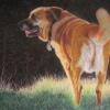 Pet Portraits in Pastel