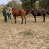 Healing in the Heartland: How Equine Therapy Supports Recovery at Learn to Live Recovery offer Professional Services