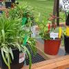 Edwardsville Garden Club - Annual Spring Plant Sale - May 9, 2026 offer Events